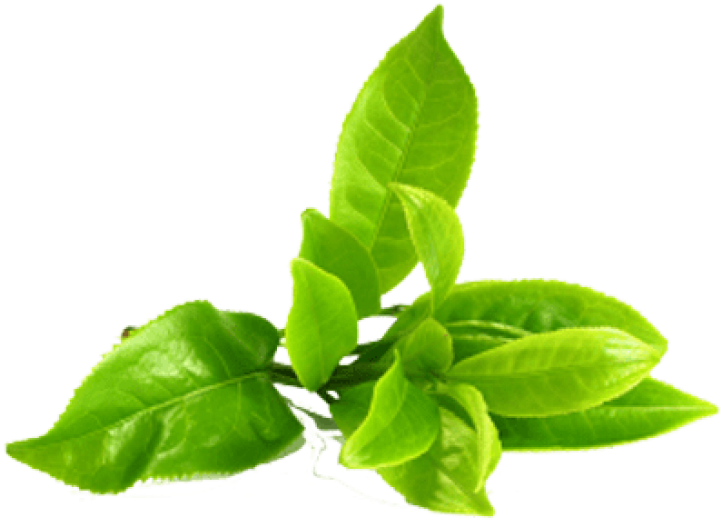 kisspng-green-tea-portable-network-graphics-clip-art-image-green-tea-leaves-transparent-amp-png-clipart-fre-5c9094932bddd7.6090033815529790911797