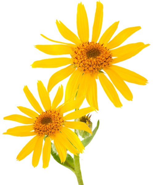kisspng-mountain-arnica-essential-oil-cream-skin-care-ther-piller-5acff612475486.3550044215235783862922